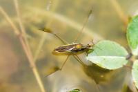 Gerris thoracicus