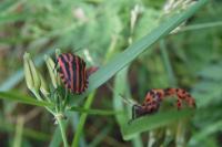 Graphosoma italicum