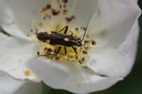 Capsodes sulcatus