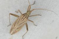 Miridius quadrivirgatus