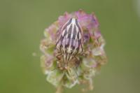 Odontotarsus purpureolineatus