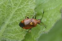 Deraeocoris ruber