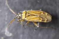 Hoplomachus thunbergii