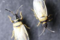 Oxycarenus pallens