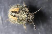 Dolycoris baccarum