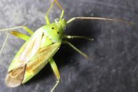 Closterotomus norwegicus