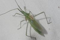 Megaloceroea recticornis