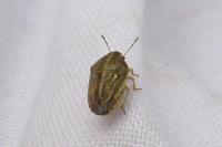 Neottiglossa leporina