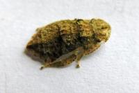 Ledra aurita