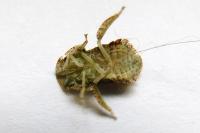 Ledra aurita