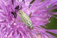 Oncotylus viridiflavus