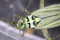 Oncotylus viridiflavus