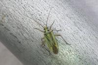Stenotus binotatus