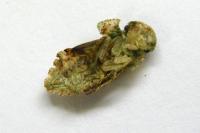 Ledra aurita
