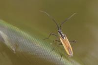 Leptopterna dolabrata
