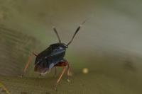 Capsus ater