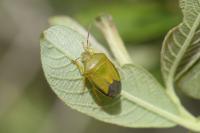 Piezodorus lituratus