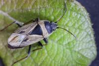 Xanthochilus quadratus