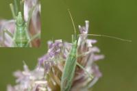 Megaloceroea recticornis