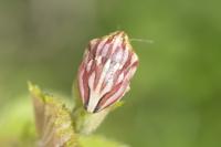 Odontotarsus purpureolineatus