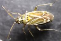 Hoplomachus thunbergii