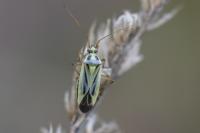 Stenotus binotatus