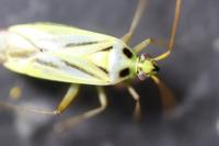 Stenotus binotatus