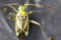 Adelphocoris lineolatus