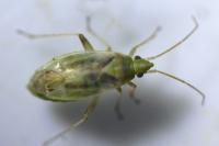 Amblytylus nasutus