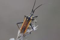 Leptopterna dolabrata