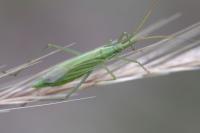 Megaloceroea recticornis