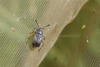 Capsus ater