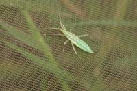 Megaloceroea recticornis