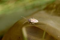 Horistus orientalis