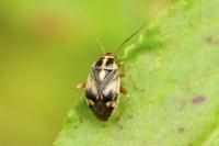 Cyphodema instabilis