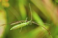 Megaloceroea recticornis