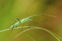 Megaloceroea recticornis