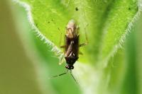 Dicyphus globulifer