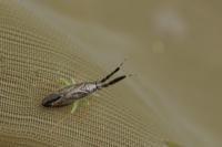 Heterotoma planicornis