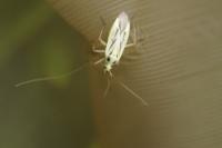Stenotus binotatus