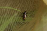 Deraeocoris ruber