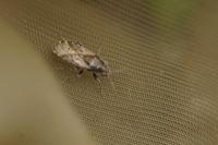 Heterogaster urticae