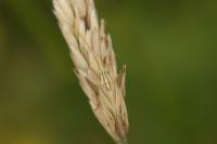 Miridius quadrivirgatus