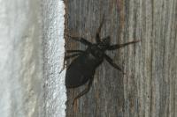 Reduvius personatus