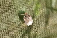 Dyroderes umbraculatus