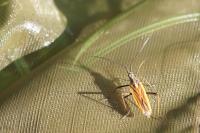 Leptopterna dolabrata