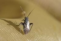 Capsus ater