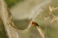Deraeocoris ruber