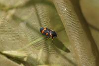 Cercopis intermedia