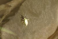 Closterotomus norwegicus